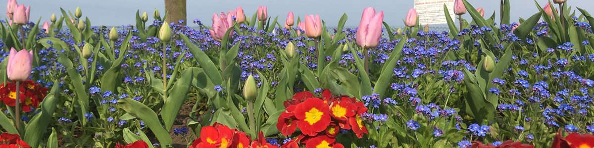 Radnor park flowerbed.jpg