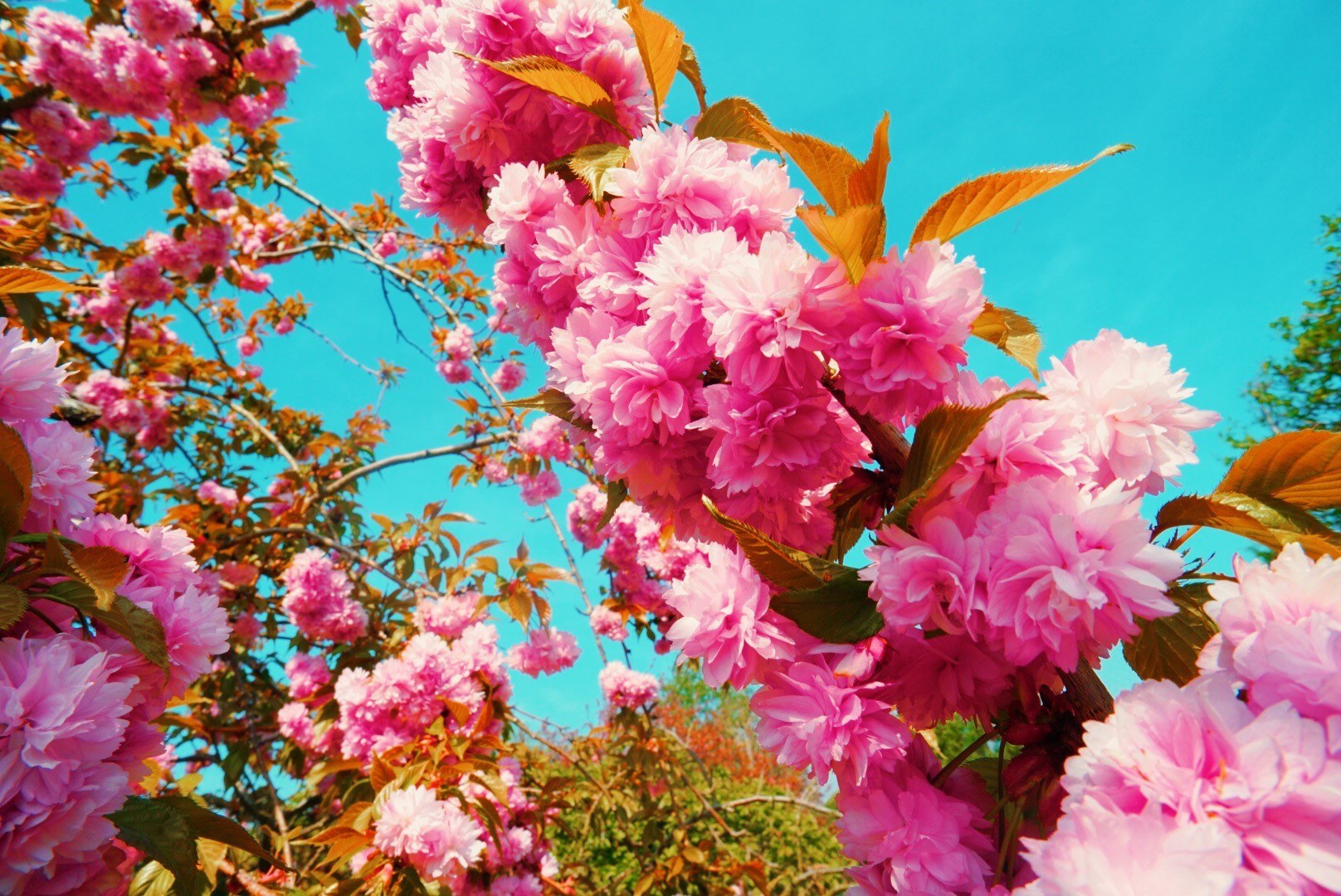 Brogdale blossom Hanami Festival Spring 2018 (credit Charley Sales) 2.jpg