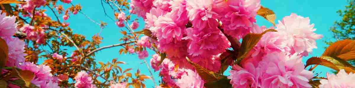 Brogdale blossom Hanami Festival Spring 2018 (credit Charley Sales) 2.jpg