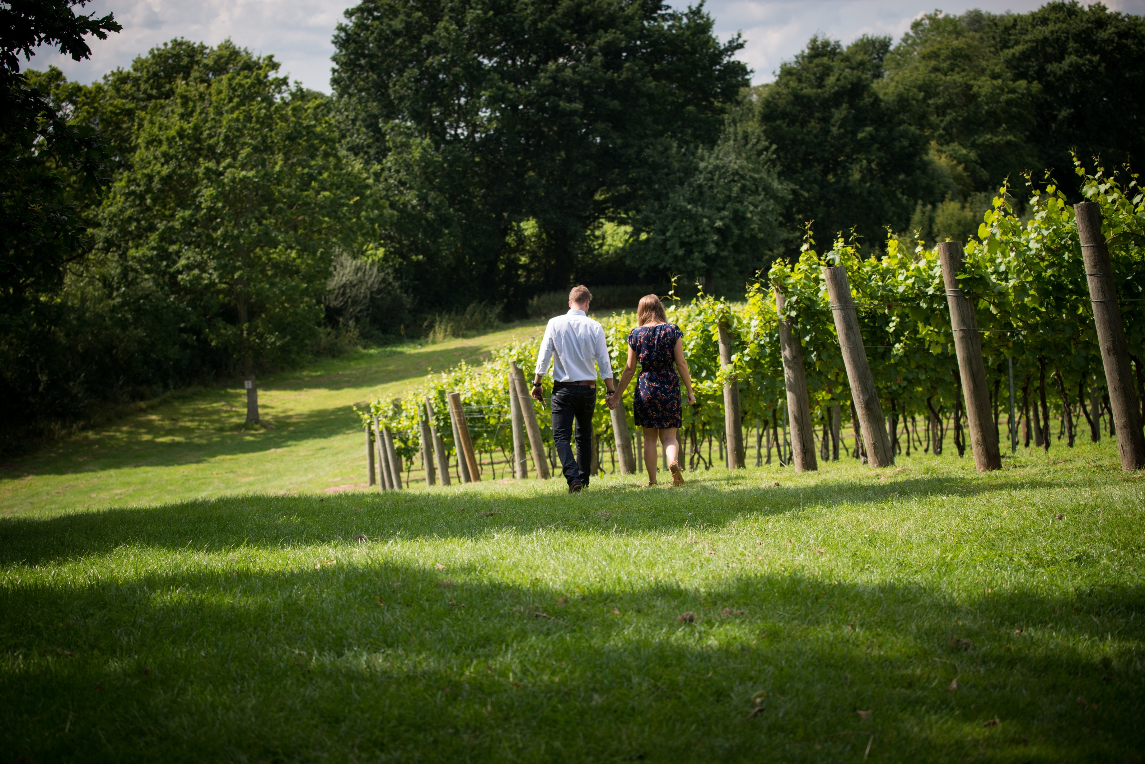 Chapel Down Tenterden Vineyard.jpg