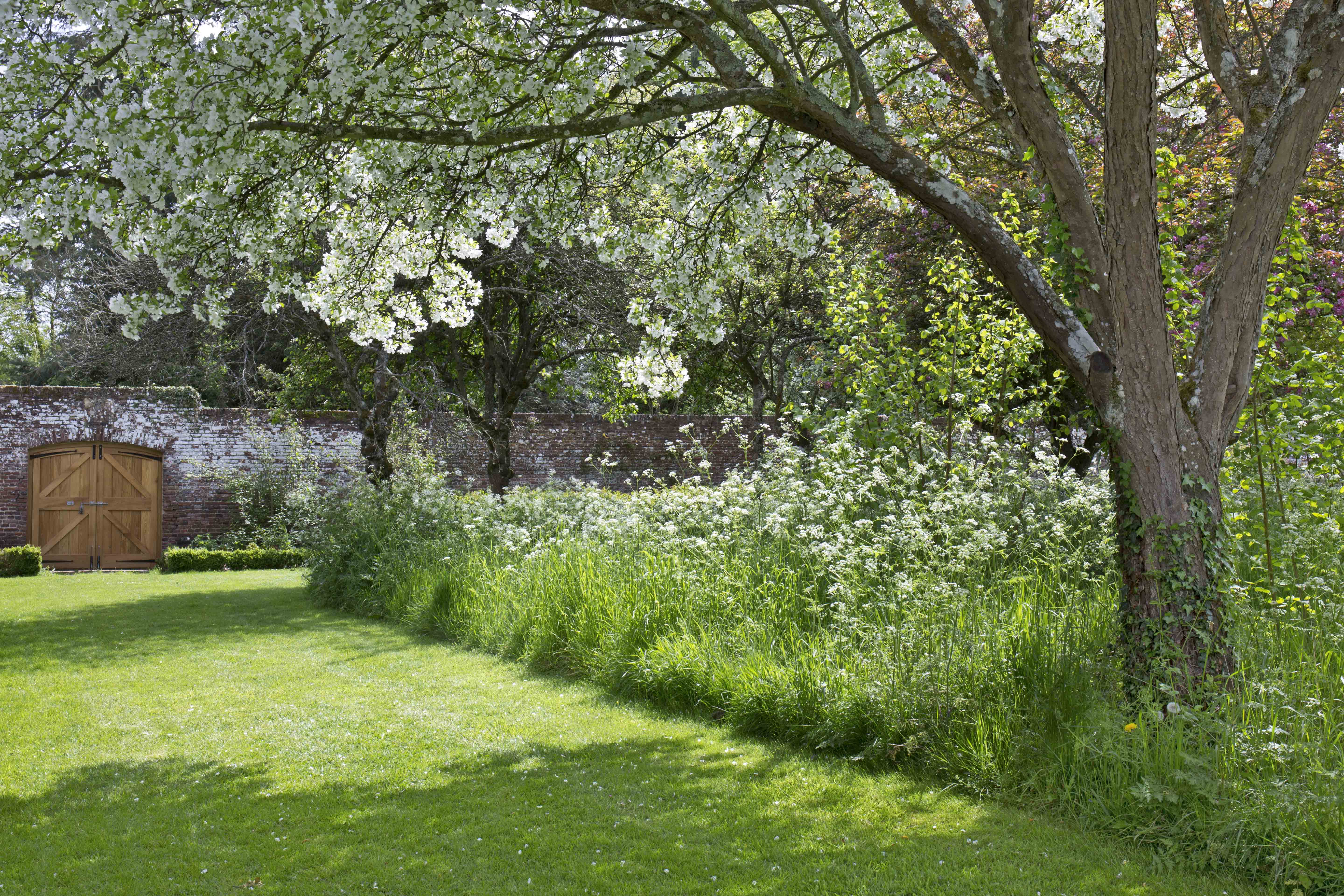 A tree with white blossom in the gardens of Penshurst Place