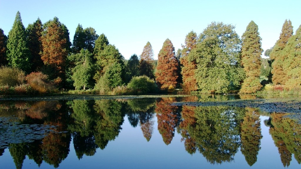 Bedgebury Autumn 2.JPG