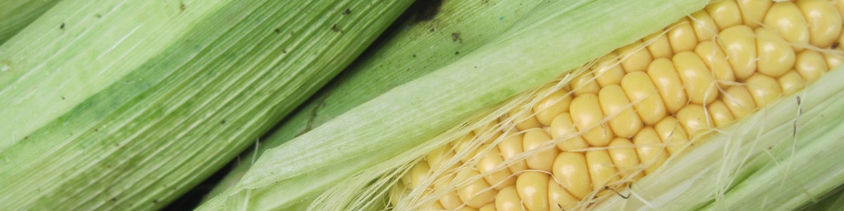 sweetcorn---aylesford-farmers-market.jpg
