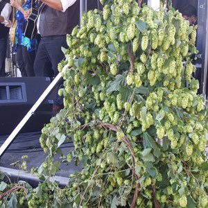 Band And Hops