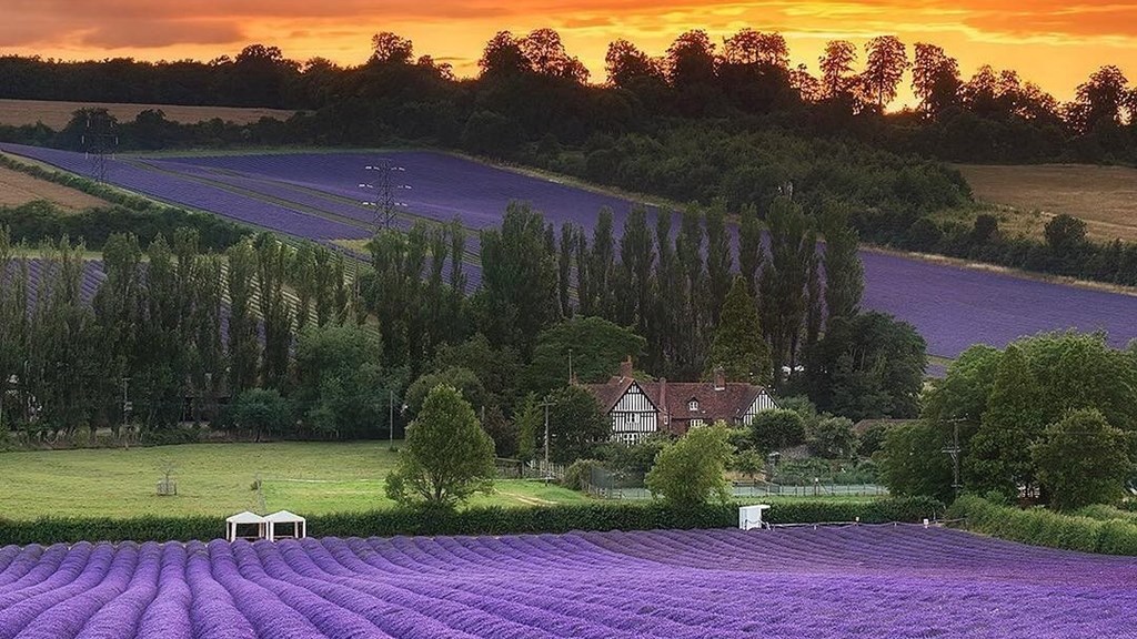 The Hop Shop Credit Photosbyjet (On Instagram)