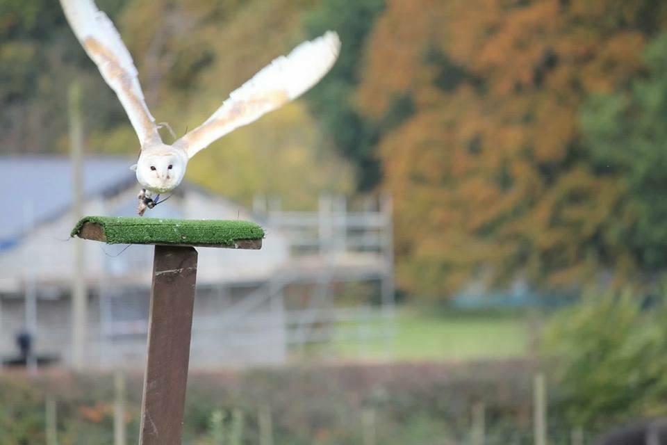 A Review of Willows Birds of Prey Centre, Kent