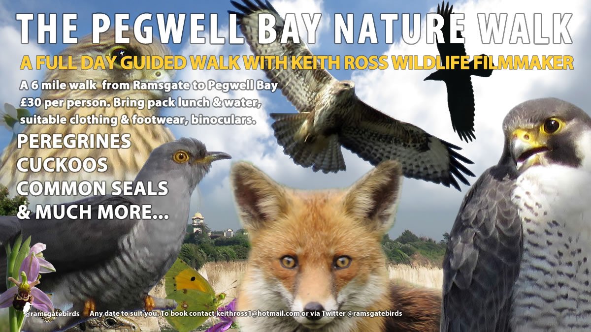 The Pegwell Bay Nature Walk 1200 All Year