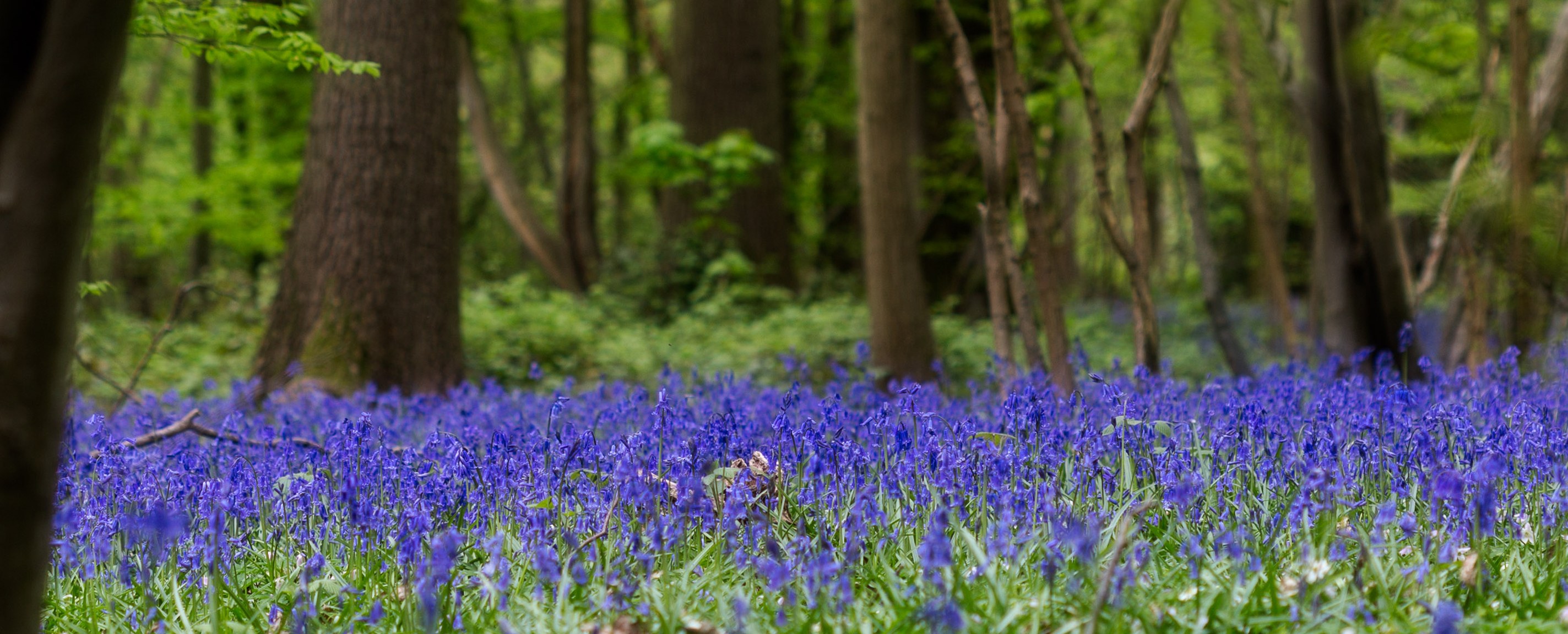 Bluebells1.jpg
