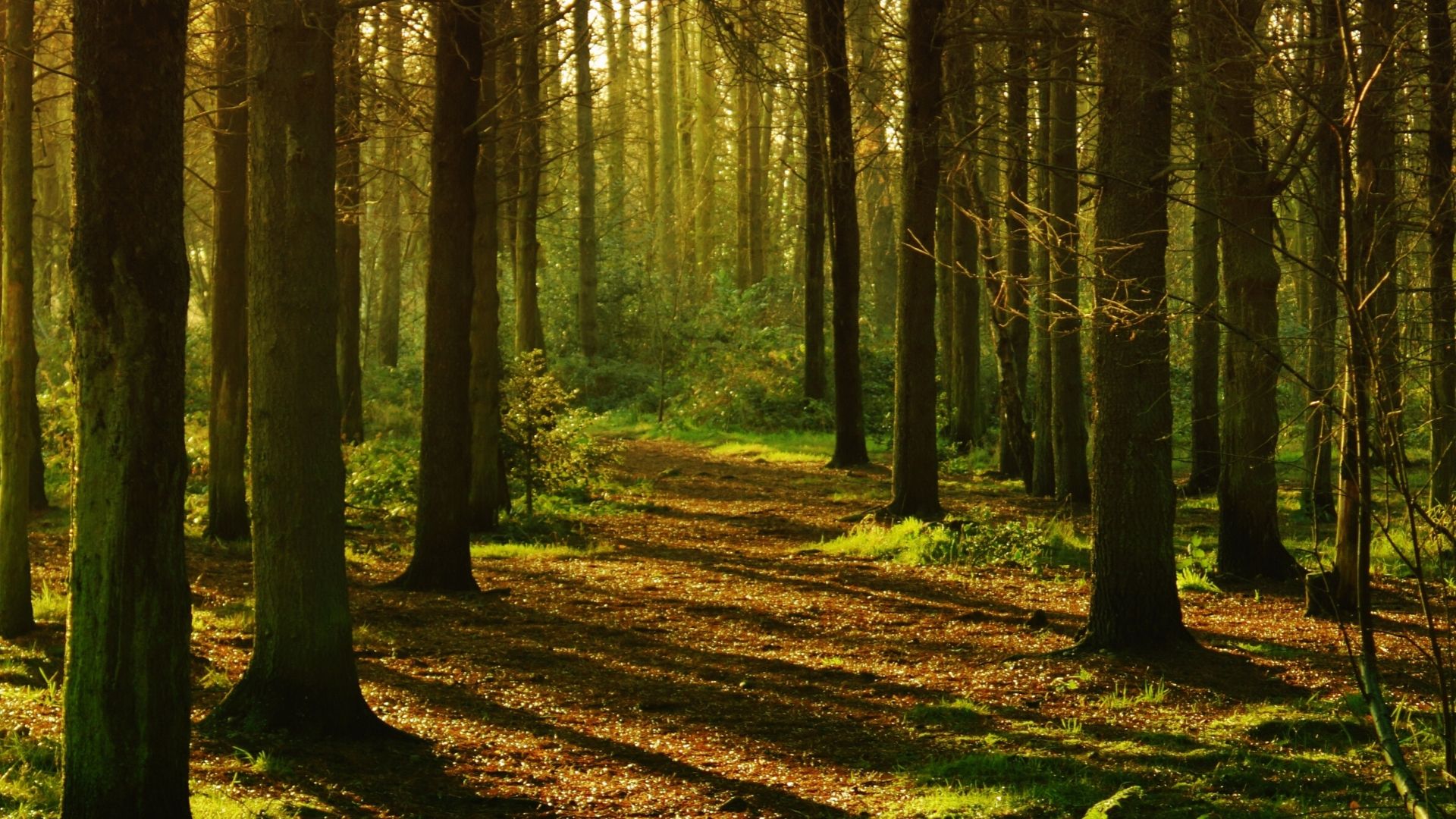 Untitled Design (20) (1)