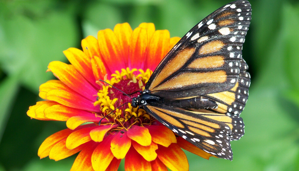 Butterfly (Canva)