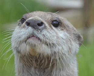 Close up of Otter face