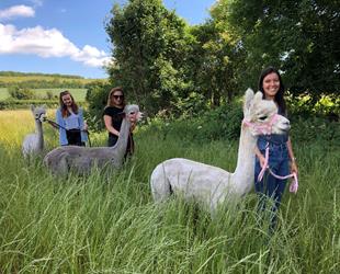 Group out walking alpacas