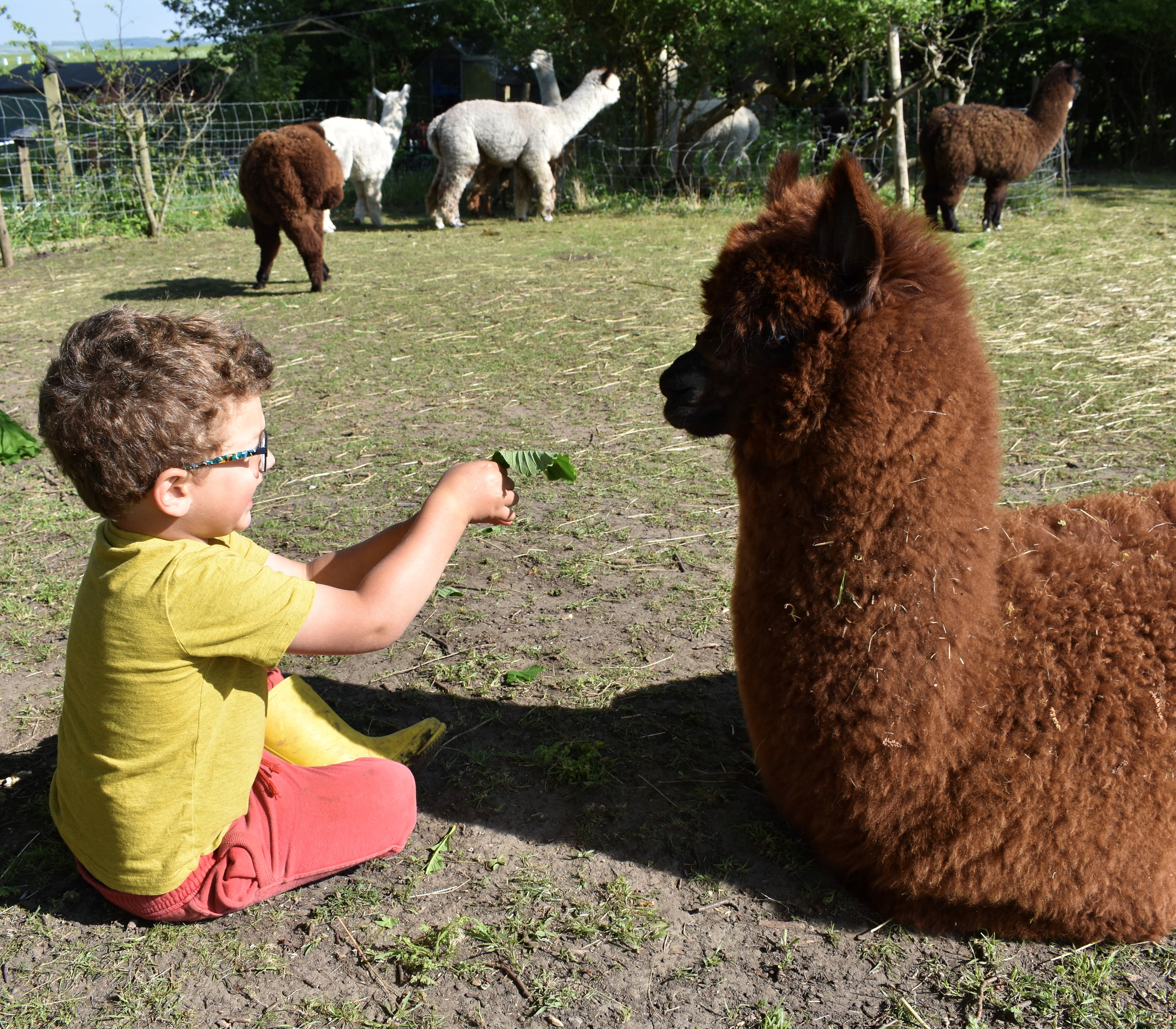 Lower Bush Alpaca Boy Feeding Leaf