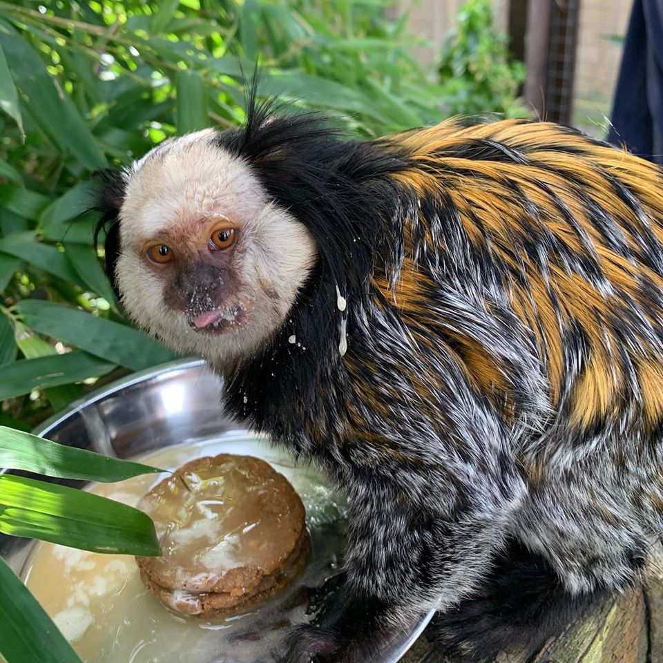 Fenn Bell Marmosit