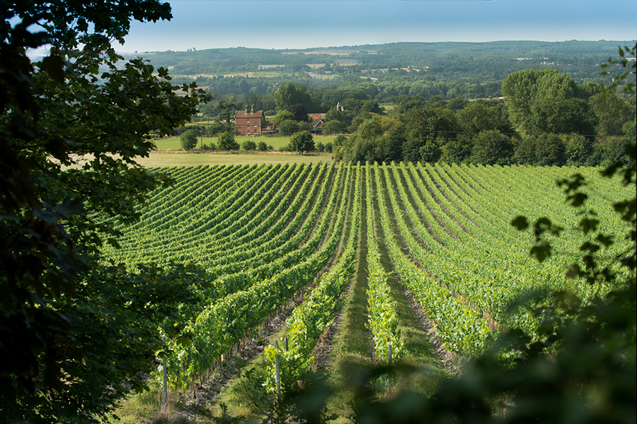 Chapeldown Vineyard