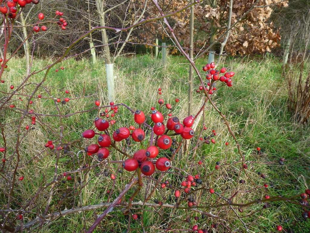 Meads Berries Explore Kent