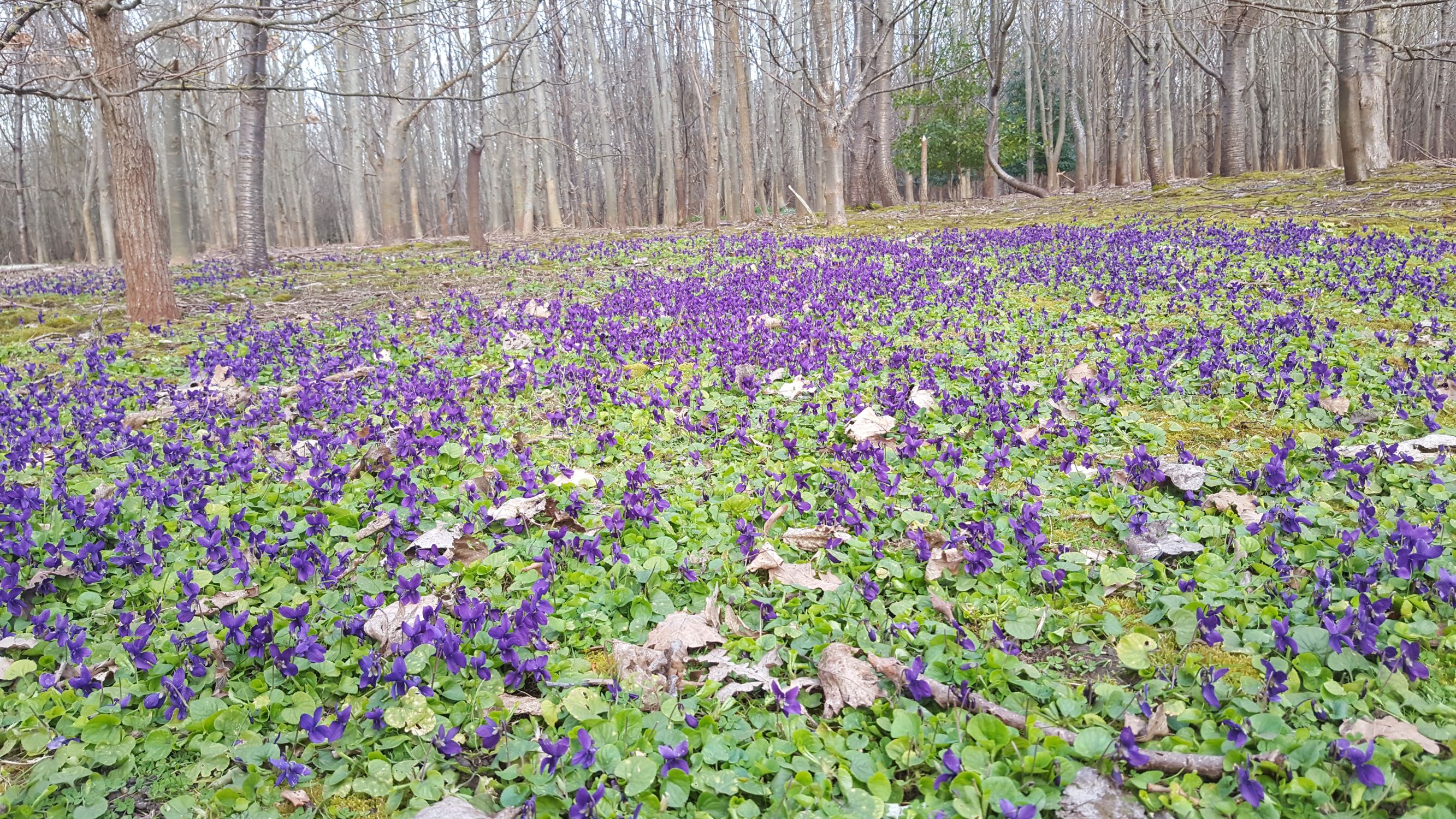 Lyn Blue Ground Cover At The Meads