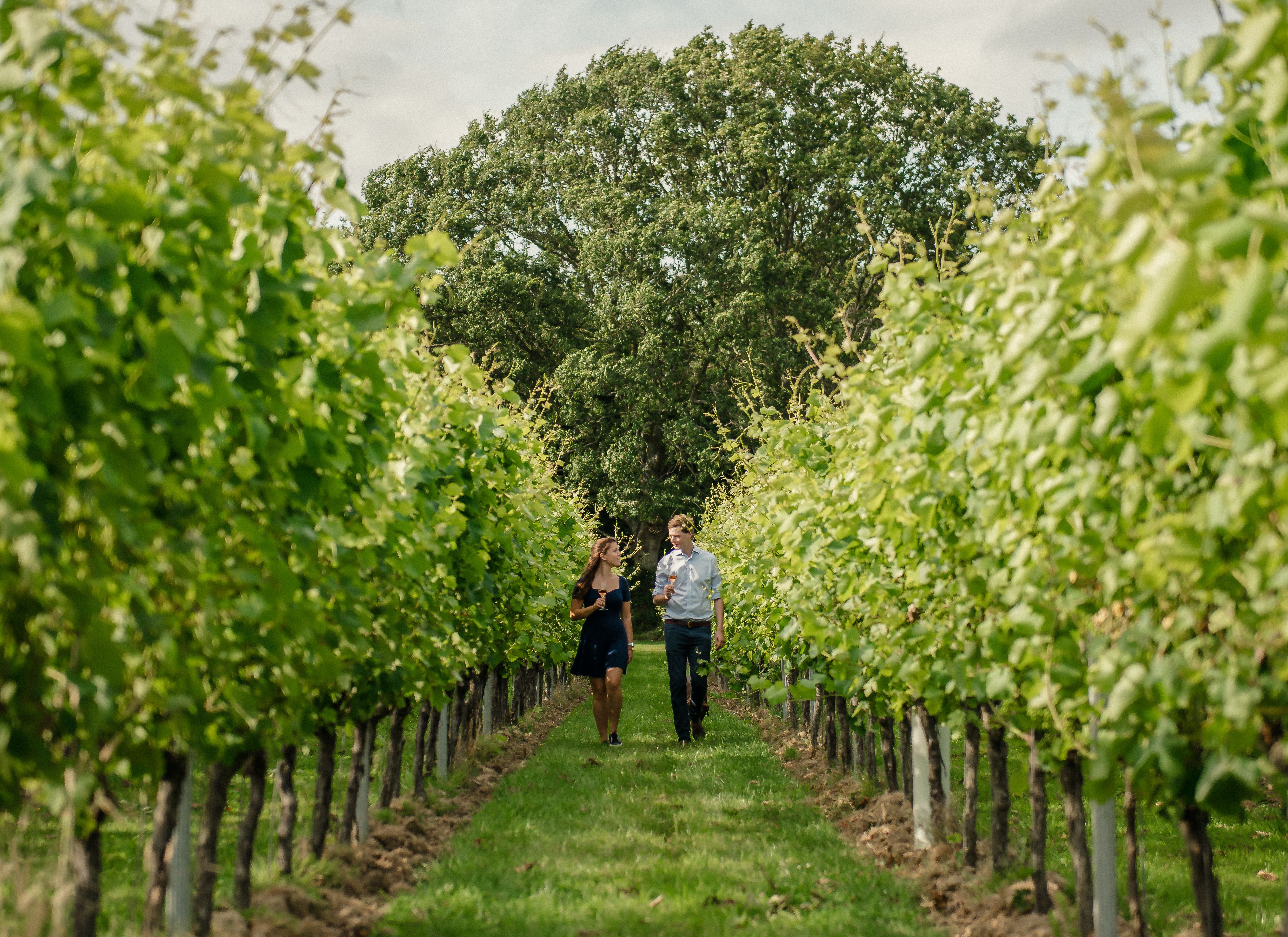 Couple walking through Gusbourne vineyard