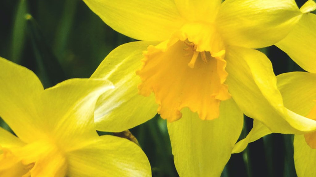 Franciscan Gardens 800X800