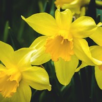 Franciscan Gardens 800X800