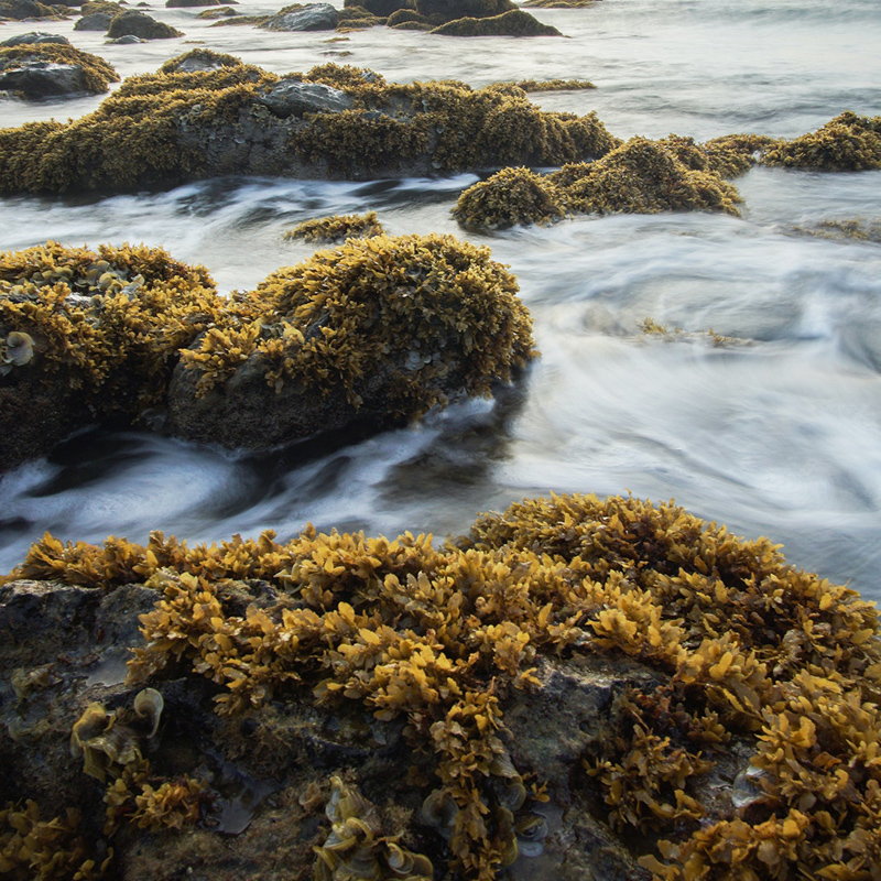 Wild Kitchen 800X800