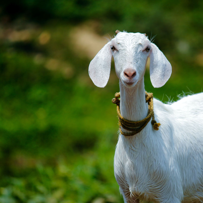 Buttercups Goat Sanctuary 800X800
