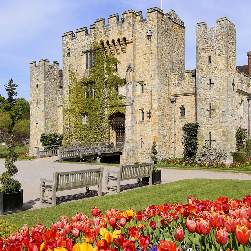 Hever Castle Tulips 800X800
