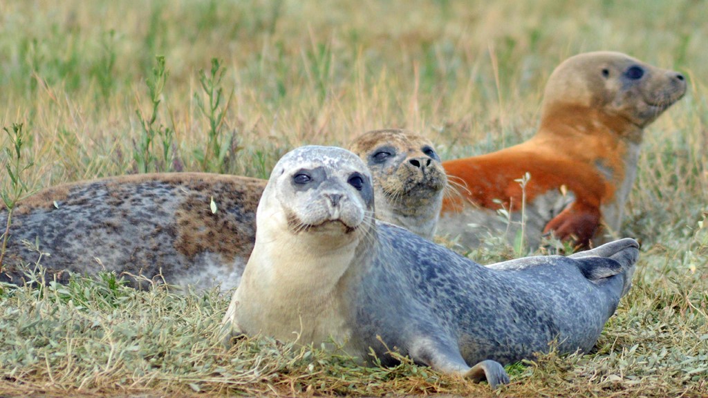 4 Seal Spotting At Sandwich