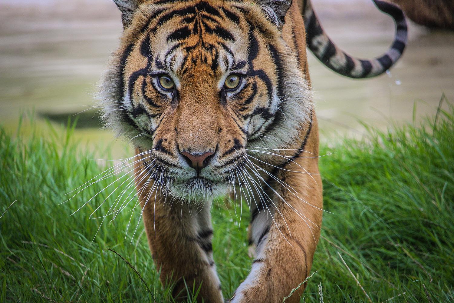 Howletts Wild Animal Park | Visit Canterbury Howletts Wild Animal Park | Visit Canterbury