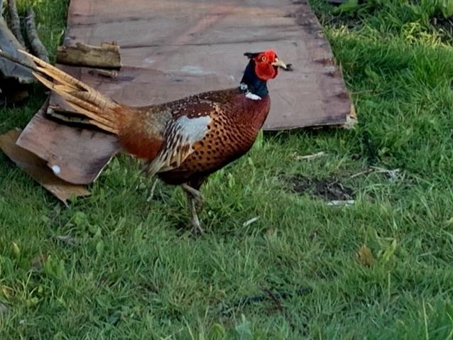 Groundhouse Bird Snip