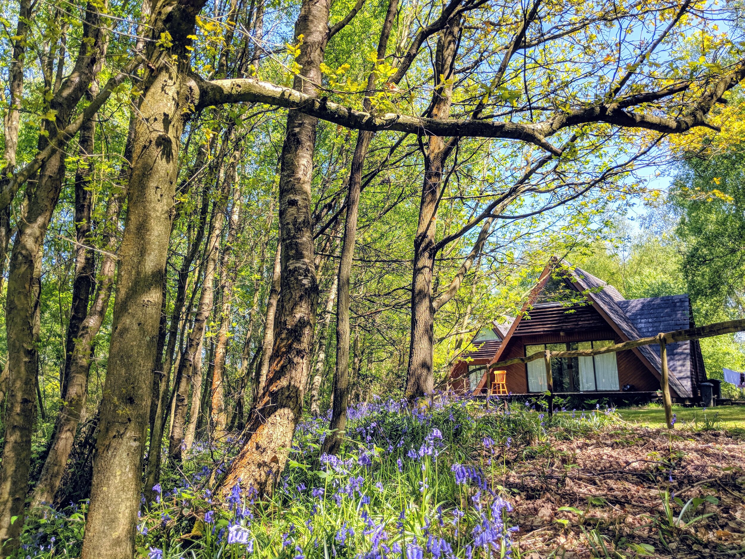 Ashby Farms Lodge With Bluebells May2021