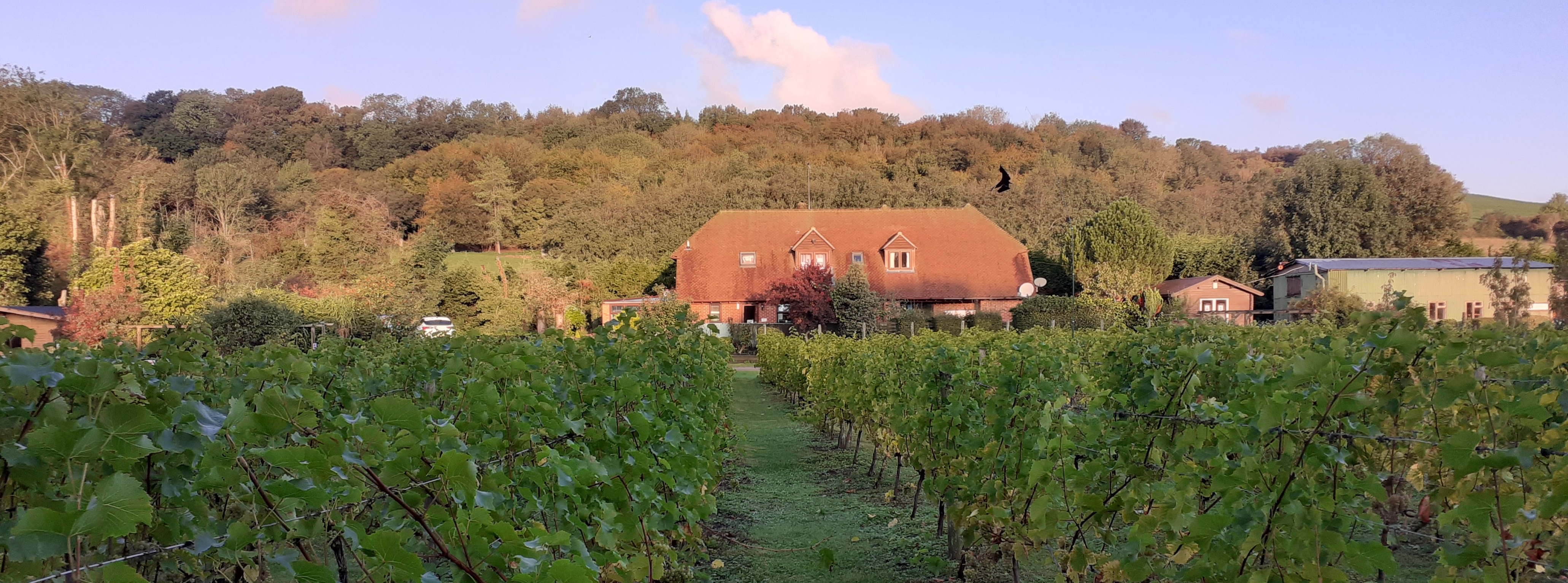 Elham Valley Vineyard Cropped
