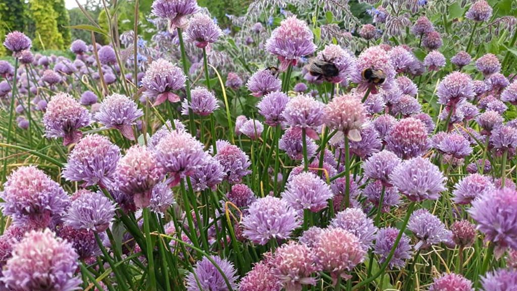 Belmont Gardens Flowers