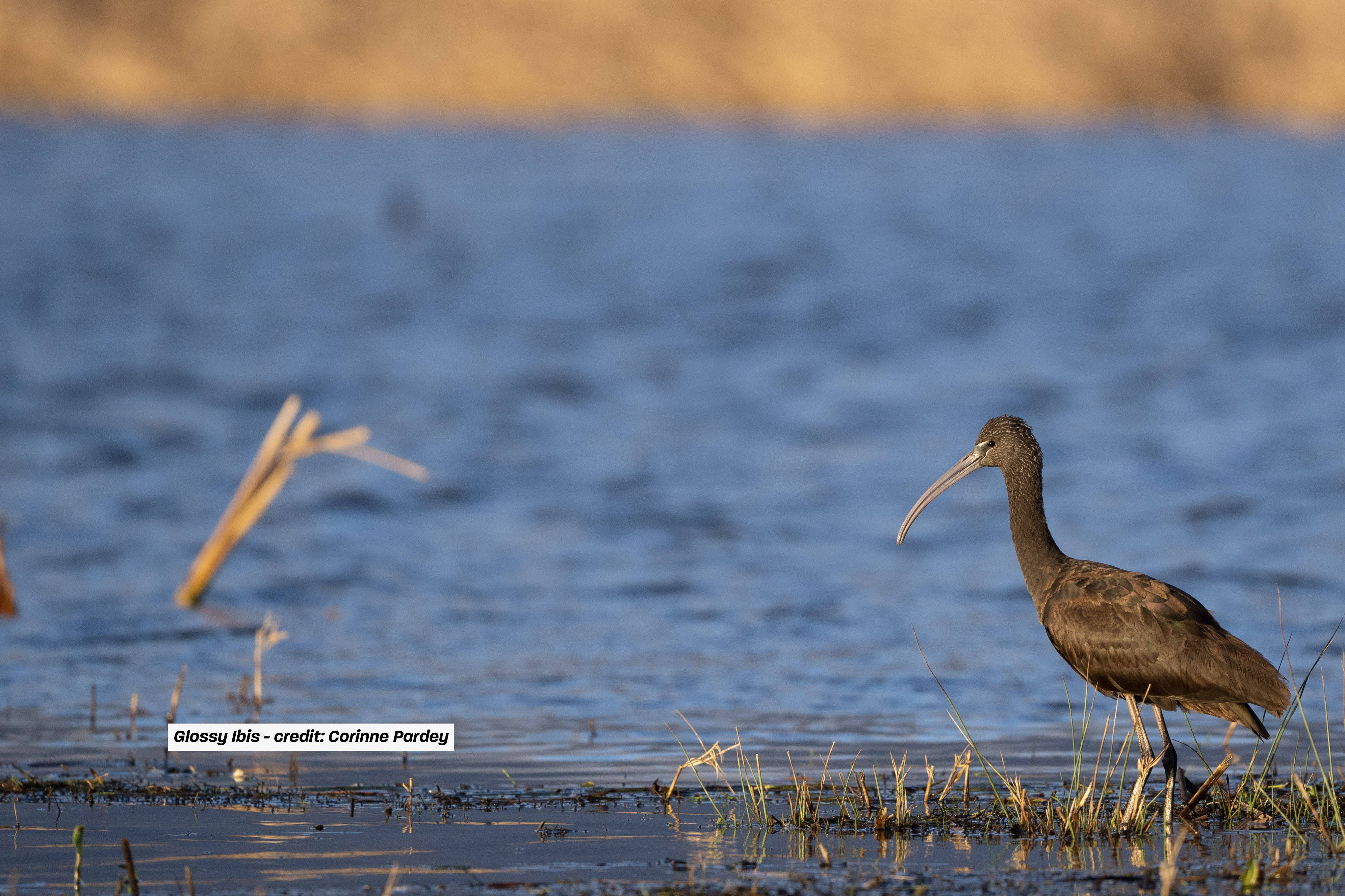 Glossy Ibis Corinne Pardey With Credit For Website (1)