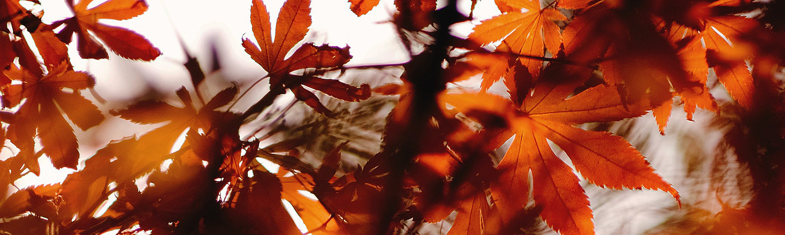 Autumn Breaks Kent Banner