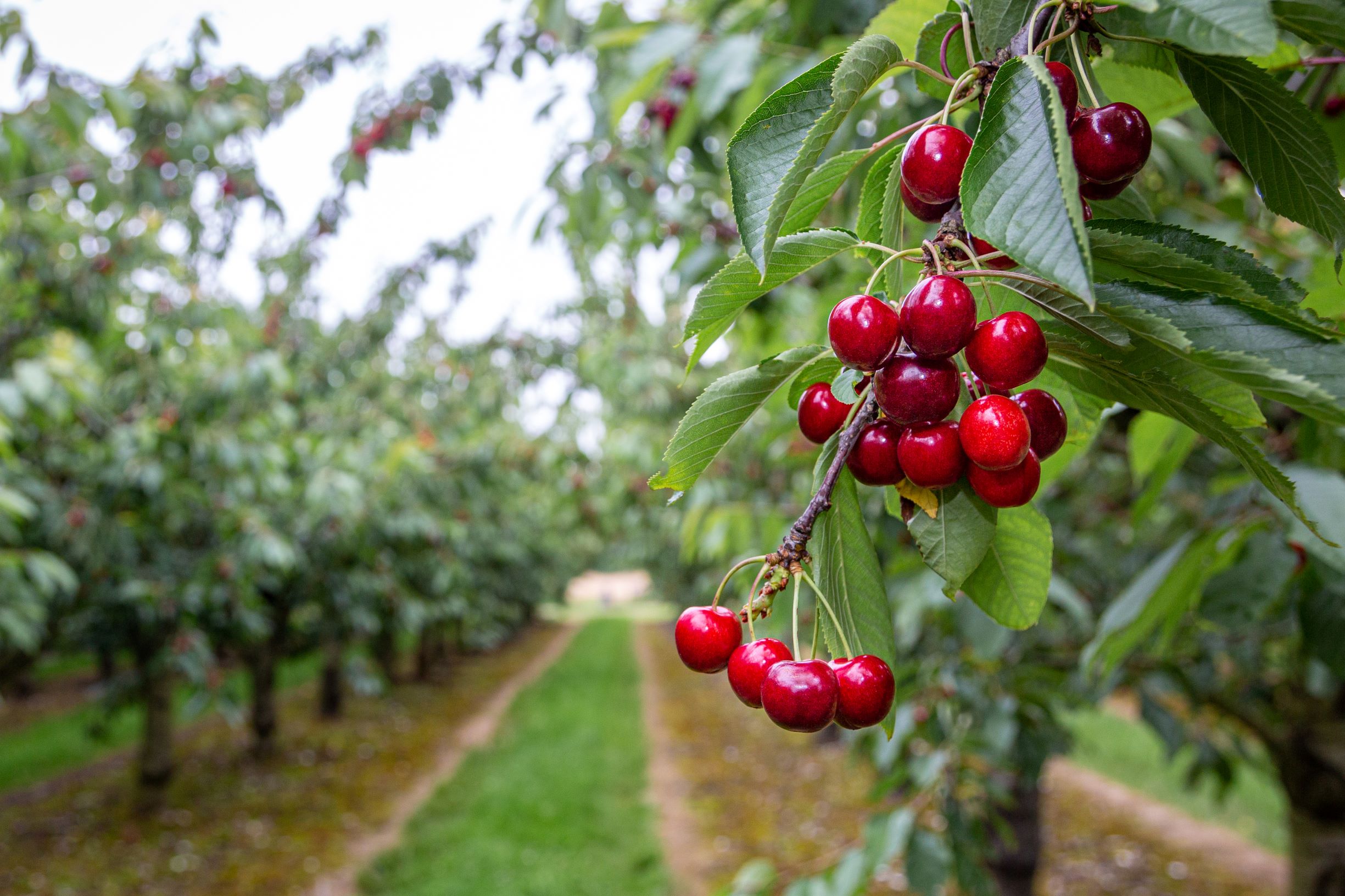 Cherries on vines at Brogdale