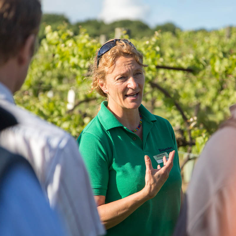 Biddenden Vineyards 800X800