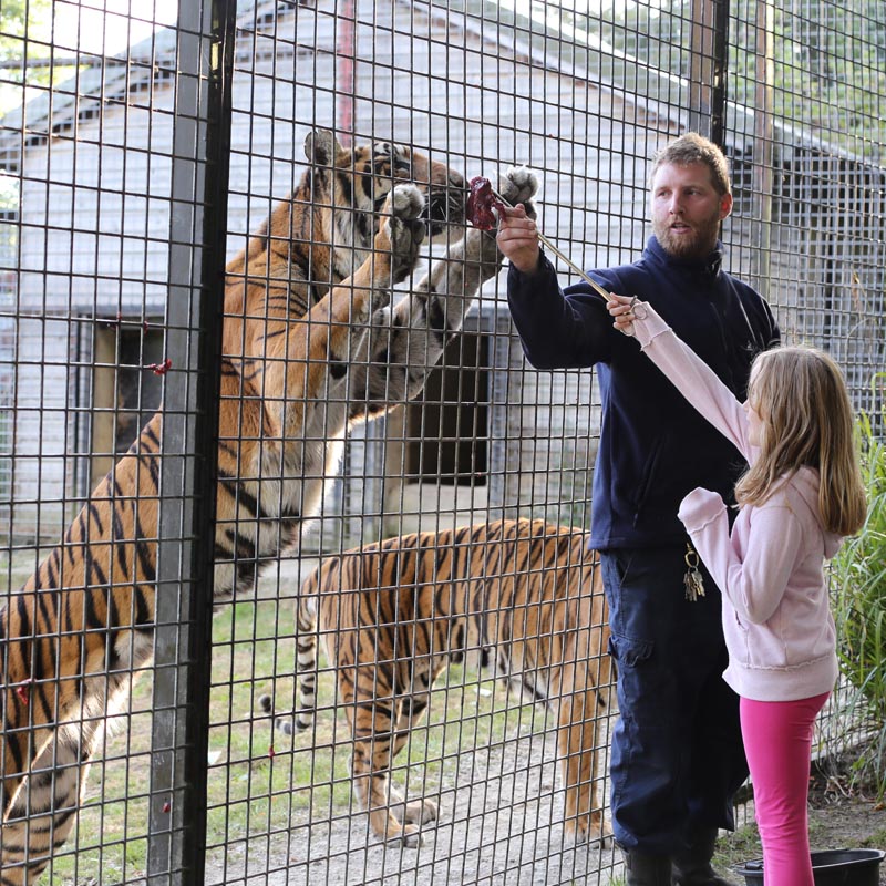 Port Lympne Howletts