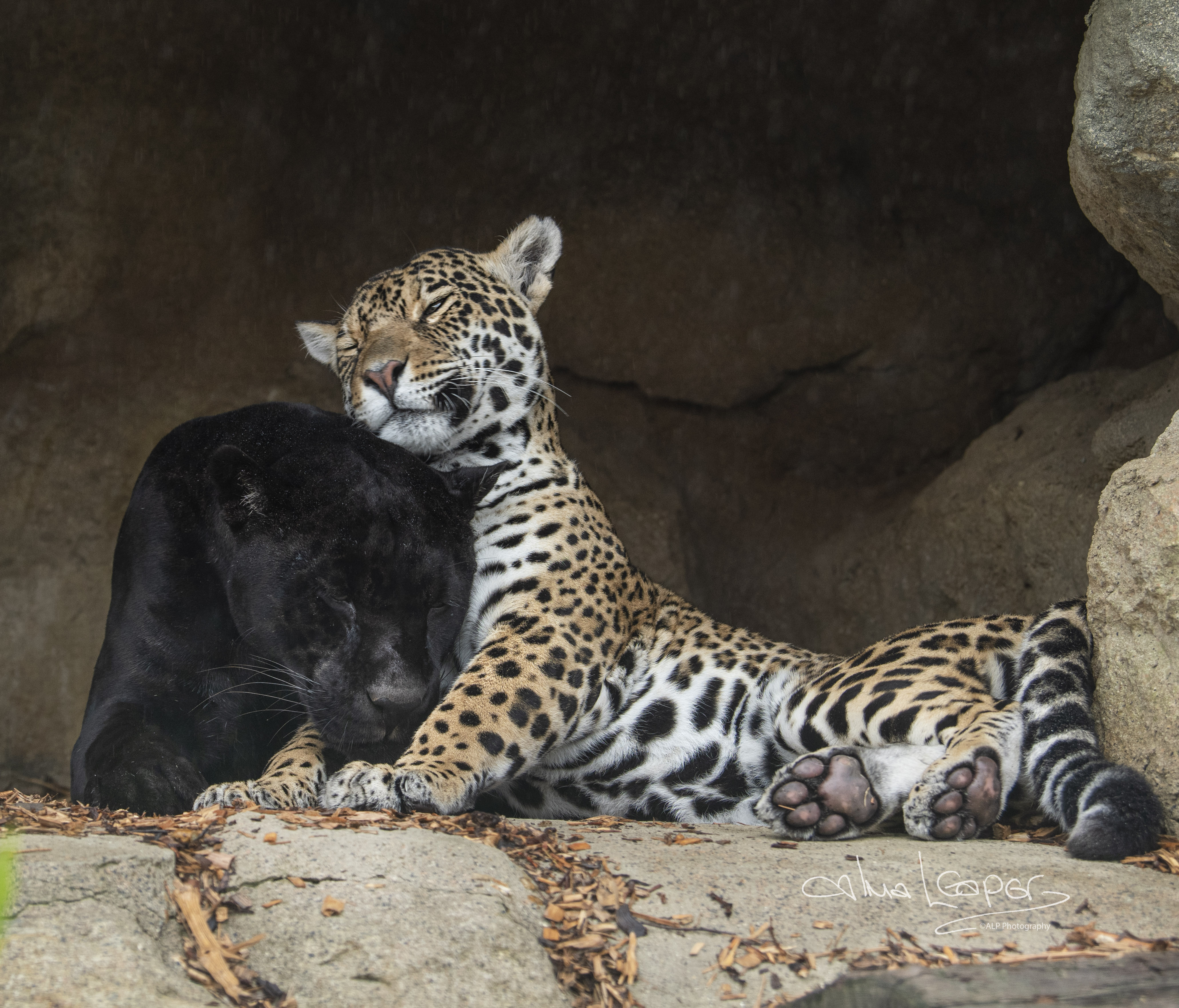 Big Cats Uk Big Cats Uk