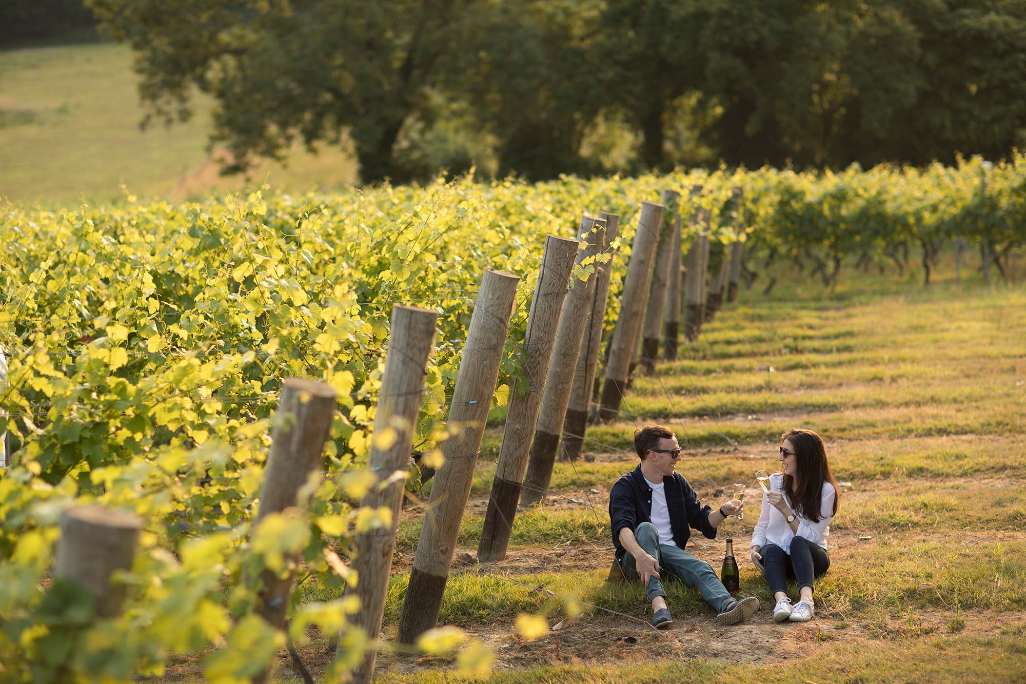 Kent Wine Tours Chapel Down