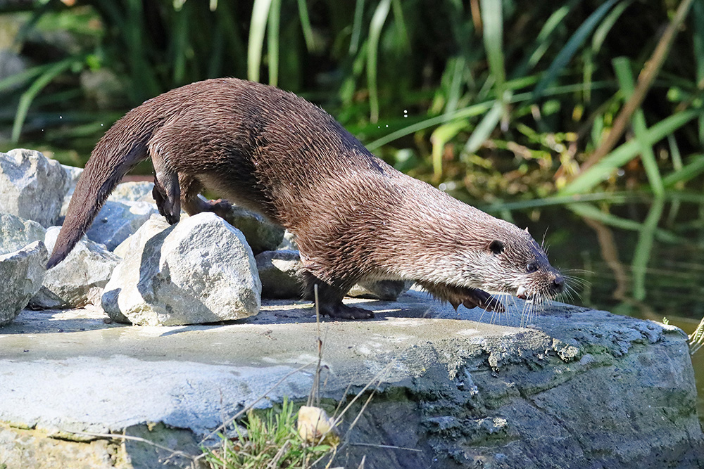 Otter1 1 (1)