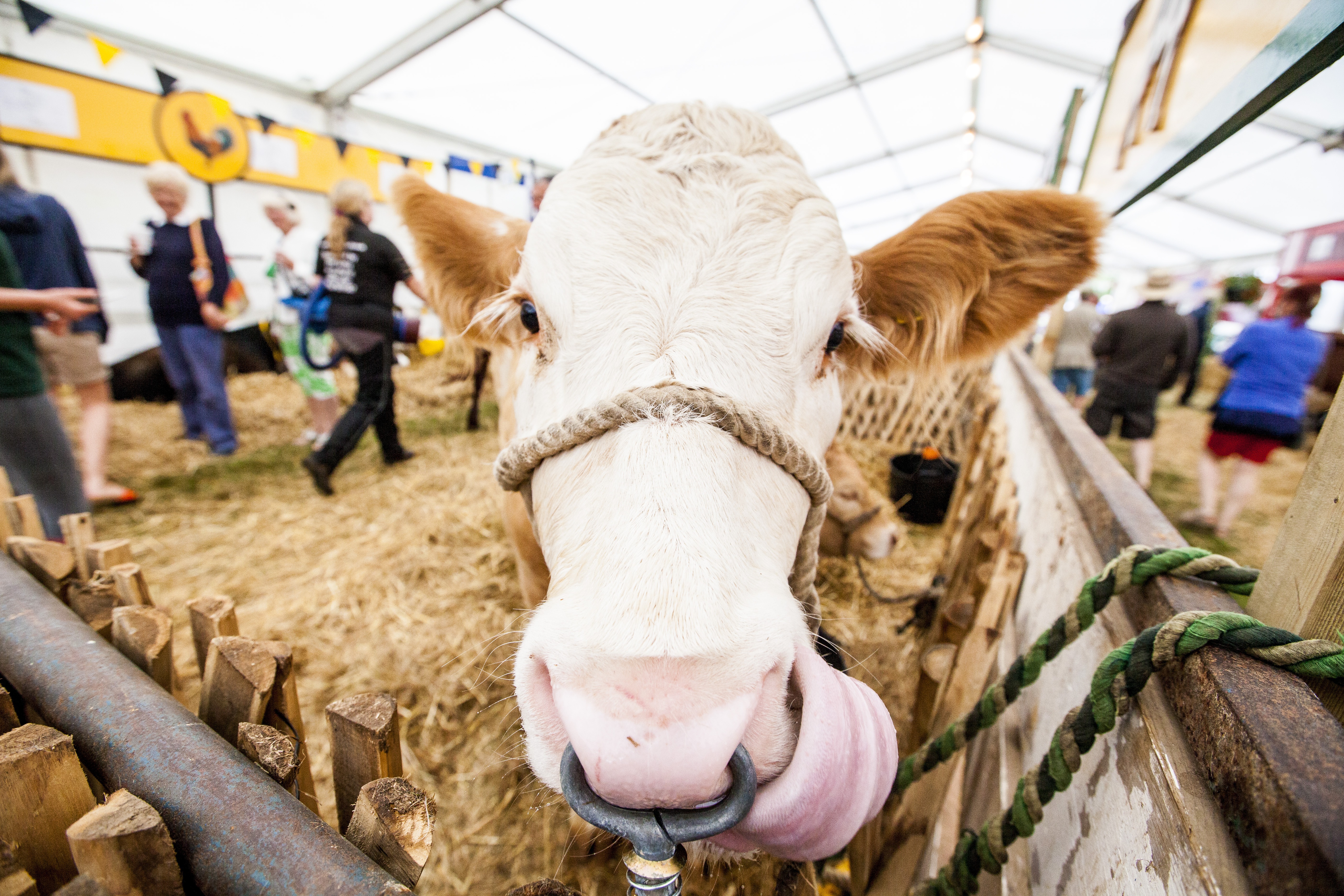 Close up of cow's face at Kent County Show