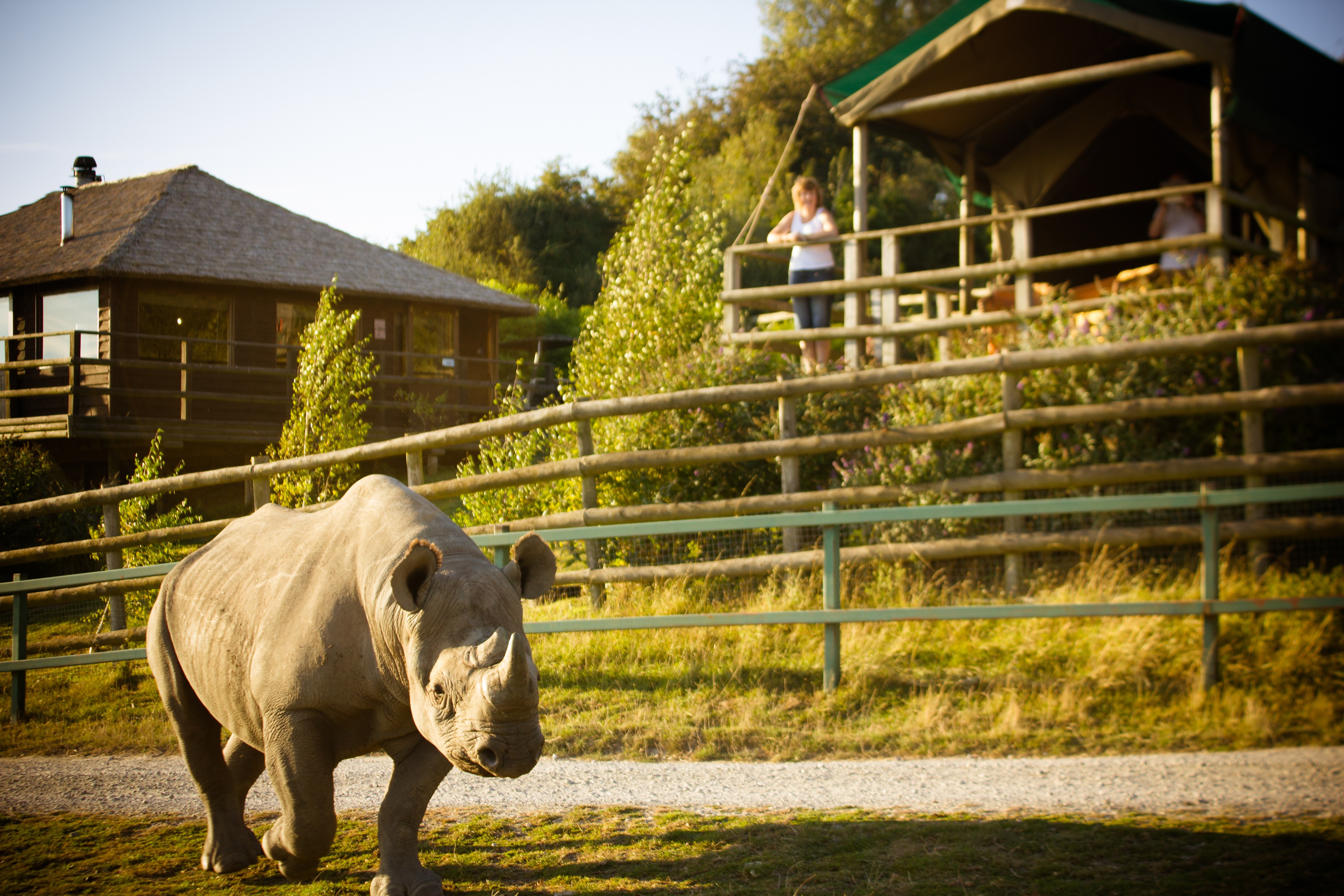 Giraffe Lodge At Port Lympne Reserve C Port Lympne Reserve