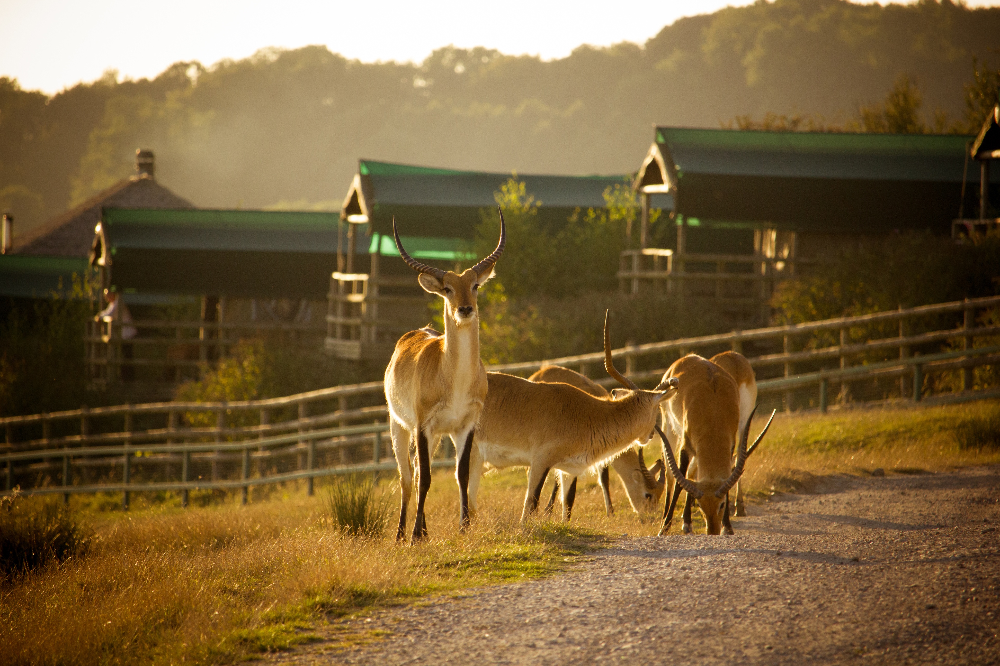Giraffe Lodge Neighbours1