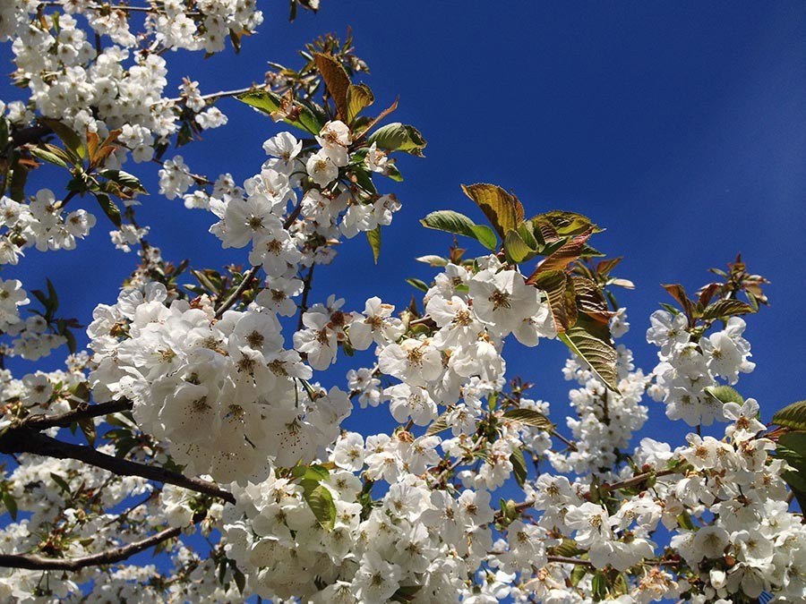 Banner Blossom One