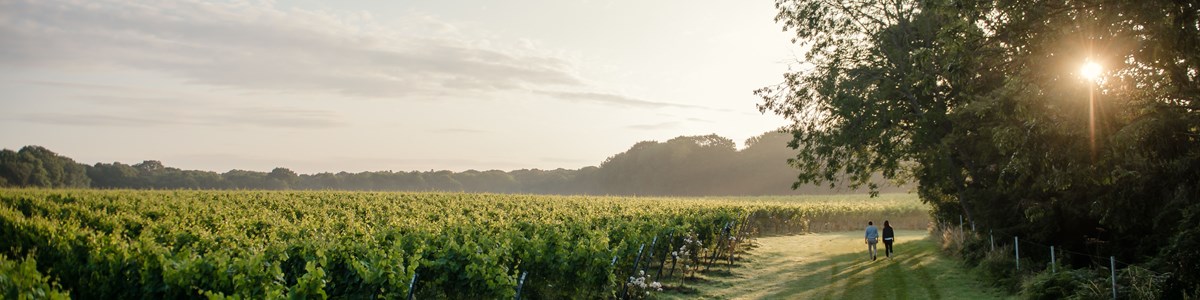 Gusbourne Tour 12 Min