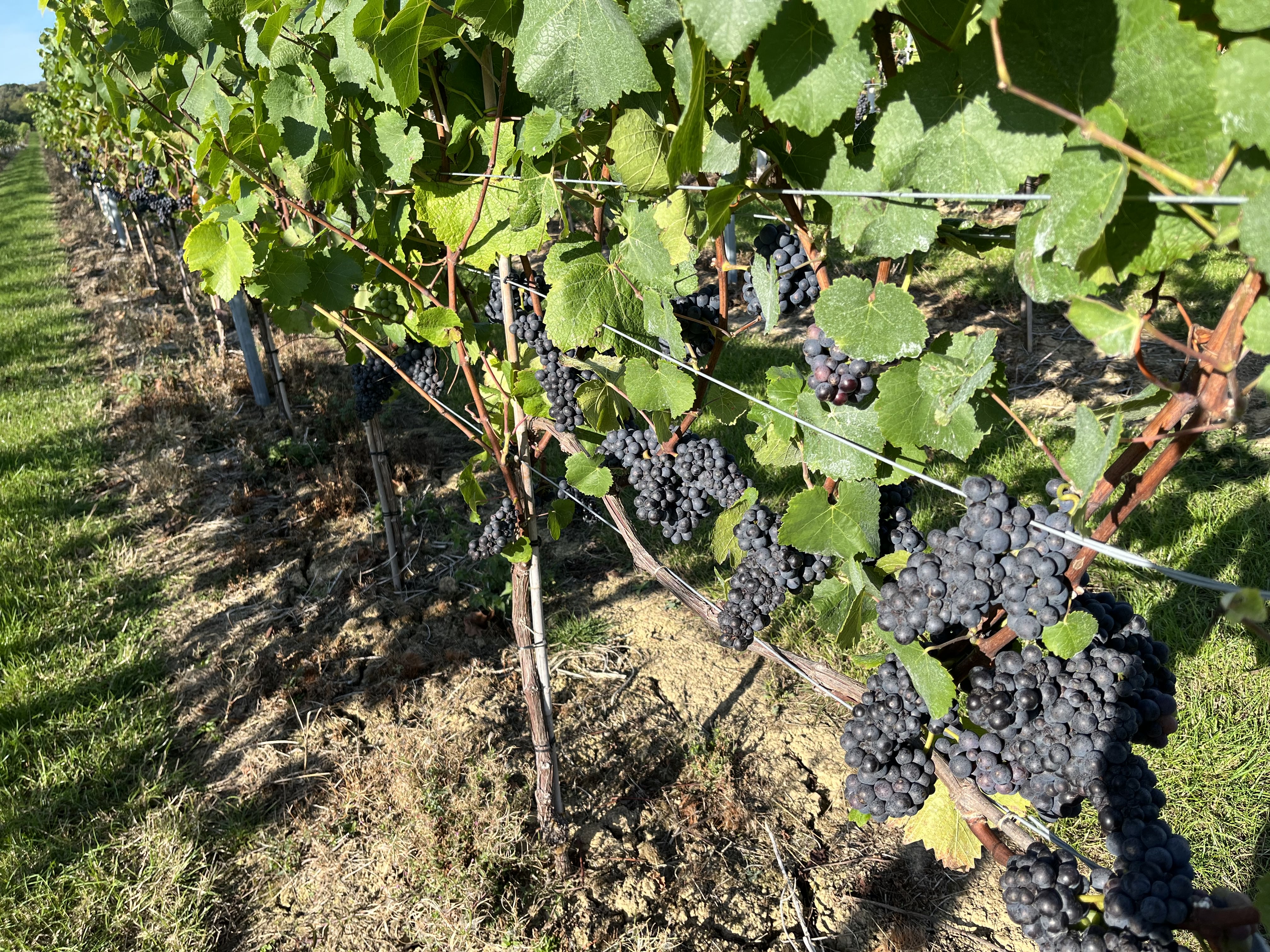 WV Grapes.(June 2023)