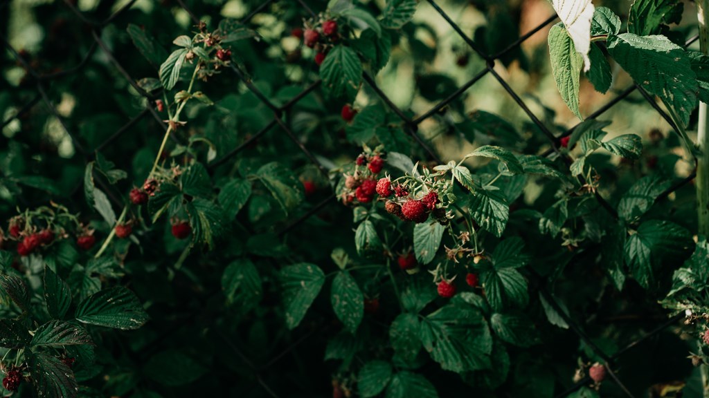 PEXELS IMAGE Stonepitts Farm