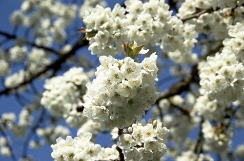 cherry-blossom.jpg