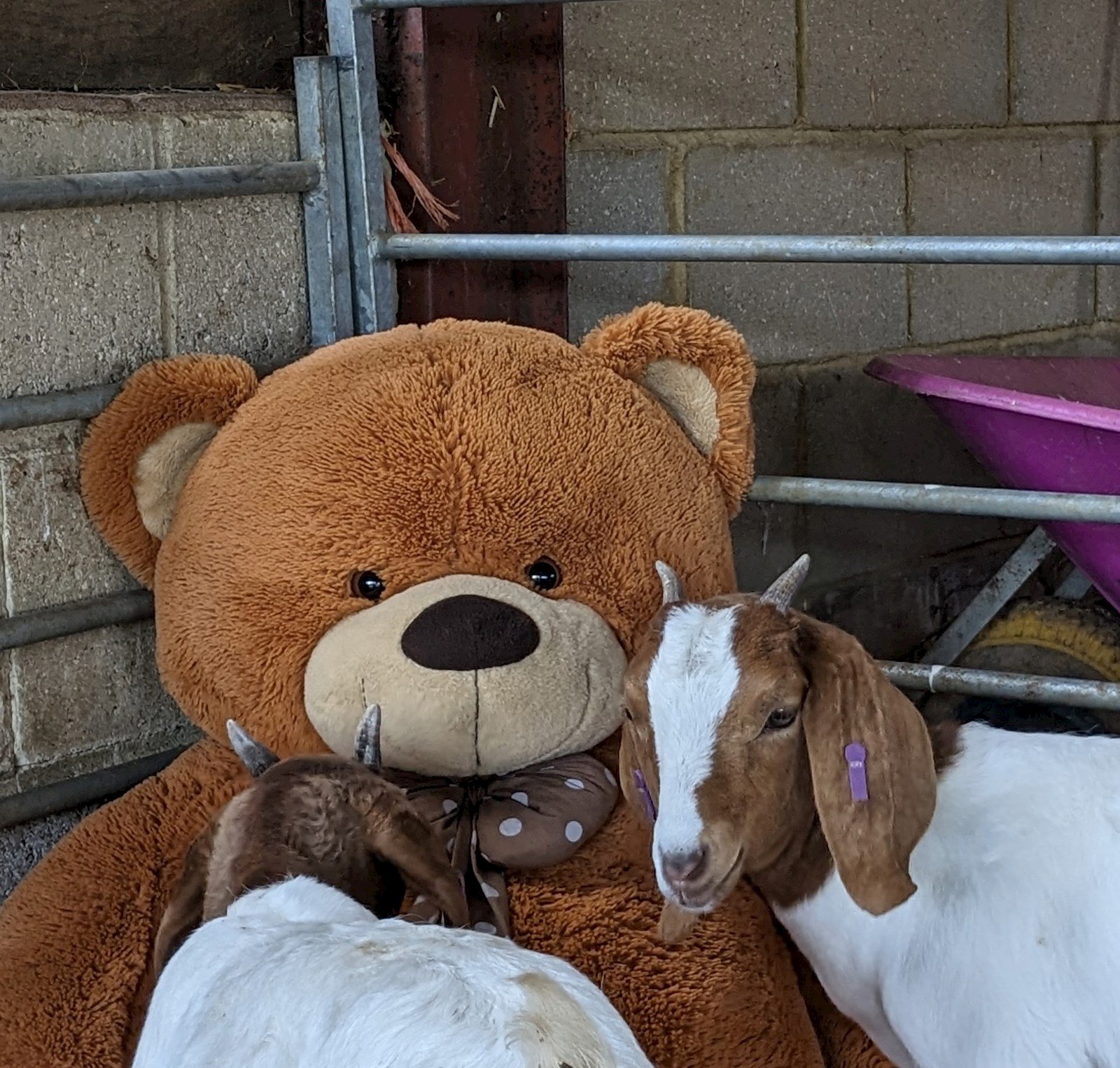 b5c552e6-c4e4-4938-b68a-dc28511bf84b-goat 1.jpg